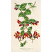 Aeschynanthus tricolor - Charles Antoine Lemaire — vista dell’opera