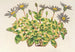 Agave celeste a foglie variegate - Charles Antoine Lemaire — vista dell’opera