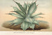 Agave Verschaffelti - Charles Antoine Lemaire — vista dell’opera