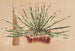 Agave schidigera - Charles Antoine Lemaire — vista dell’opera
