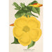Allamanda nobilis - Charles Antoine Lemaire — vista dell’opera