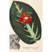 Riproduzione del dipinto Alloplectus vittatus - Charles Antoine Lemaire