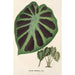 Alocasia Jenningsii - Charles Antoine Lemaire — vista dell’opera