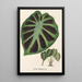 Alocasia Jenningsii - Charles Antoine Lemaire — quadro incorniciato alla parete