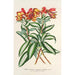 Alstroemeria argentovittata - Charles Antoine Lemaire — vista dell’opera