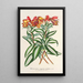 Alstroemeria argentovittata - Charles Antoine Lemaire — quadro incorniciato alla parete