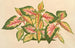 Alternanthera amabilis tricolor - Charles Antoine Lemaire — vista dell’opera