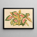 Alternanthera amabilis tricolor - Charles Antoine Lemaire — quadro incorniciato alla parete