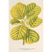 Riproduzione del dipinto Alnus glutinosa var aurea - Charles Antoine Lemaire