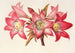 Amaryllis Belladonna - Charles Antoine Lemaire — vista dell’opera