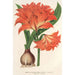 Amaryllis Hippeastrum Alberti - Charles Antoine Lemaire — vista dell’opera