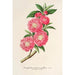 Amygdalus persica roseiflora - Charles Antoine Lemaire — vista dell’opera