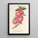 Amygdalus persica roseiflora - Charles Antoine Lemaire — quadro incorniciato alla parete