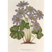 Anemone Hepatica angulosa - Charles Antoine Lemaire — vista dell’opera