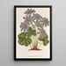Anemone Hepatica angulosa - Charles Antoine Lemaire — quadro incorniciato alla parete