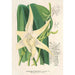 Riproduzione del dipinto Angraecum sesquipedale - Charles Antoine Lemaire
