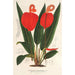 Anthurium Scherzerianum - Charles Antoine Lemaire — vista dell’opera