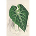 Anthurium leuconeurum - Charles Antoine Lemaire — vista dell’opera
