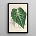 Anthurium leuconeurum - Charles Antoine Lemaire — quadro incorniciato alla parete