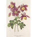 Aquilegia spectabilis - Charles Antoine Lemaire — vista dell’opera