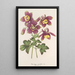 Aquilegia spectabilis - Charles Antoine Lemaire — quadro incorniciato alla parete