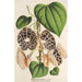 Aristolochia Duchartrei - Charles Antoine Lemaire — vista dell’opera