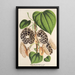 Aristolochia Duchartrei - Charles Antoine Lemaire — quadro incorniciato alla parete