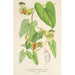 Riproduzione del dipinto Aristolochia barbata - Charles Antoine Lemaire