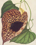 Aristolochia cordiflora - Charles Antoine Lemaire — vista dell’opera
