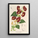 Riproduzione del dipinto Aristolochia floribunda - Charles Antoine Lemaire