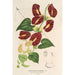 Riproduzione del dipinto Aristolochia floribunda - Charles Antoine Lemaire