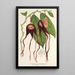 Riproduzione del dipinto Aristolochia tricaudata - Charles Antoine Lemaire