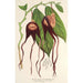 Riproduzione del dipinto Aristolochia tricaudata - Charles Antoine Lemaire