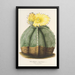Riproduzione del dipinto Astrophytum myriostigma - Charles Antoine Lemaire