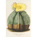 Riproduzione del dipinto Astrophytum myriostigma - Charles Antoine Lemaire