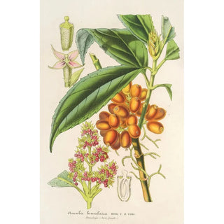 Charles Antoine Lemaire - Aucuba bimalaica.webp