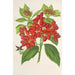 Riproduzione del dipinto Aucuba japonica Thunb en fruits - Charles Antoine Lemaire