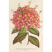 Azalée Bouquet de Flore Hort Versch - Charles Antoine Lemaire — vista dell’opera