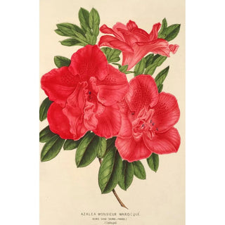 Charles Antoine Lemaire - Azalea Monsieur Warocqu.webp