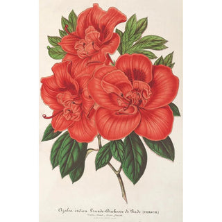 Charles Antoine Lemaire - Azalea indica Grande Duchesse de Bade.webp