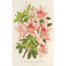Azalée indica hybrida Charles Enke - Charles Antoine Lemaire — vista dell’opera