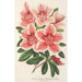 Riproduzione del dipinto Azalea indica hybrida Dieudonné Spae - Charles Antoine Lemaire
