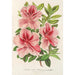 Riproduzione del dipinto Azalea indica hybrida Madame Verschaffelt - Charles Antoine Lemaire