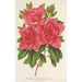 Azalea indica hybrida Madame Wagner - Charles Antoine Lemaire — vista dell’opera