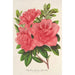 Azalea indica hybrida William Bull - Charles Antoine Lemaire — vista dell’opera