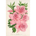 Azalea indica hybrida gigantiflora - Charles Antoine Lemaire — vista dell’opera
