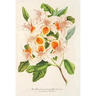 Charles Antoine Lemaire - Azalea magnifica.webp