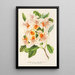 Azalea magnifica - Charles Antoine Lemaire — quadro incorniciato alla parete