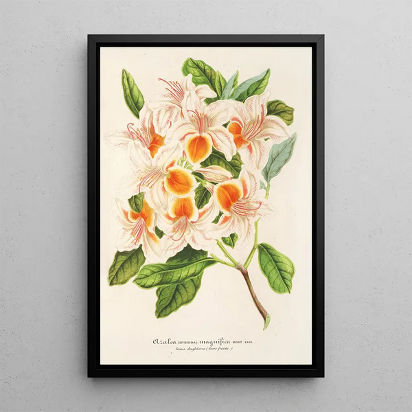 Charles Antoine Lemaire - Azalea magnifica.webp