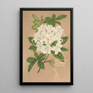 Charles Antoine Lemaire - Azalea sinensis var Albiflora.webp